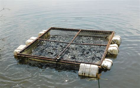 Custom Cage Fish Farming .